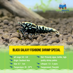 Black galaxy fishbone shrimp