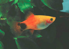 Sunset Mickey Mouse Platy