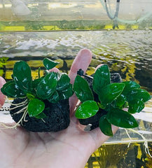 Anubias barteri var. nana 'petite' on Rock