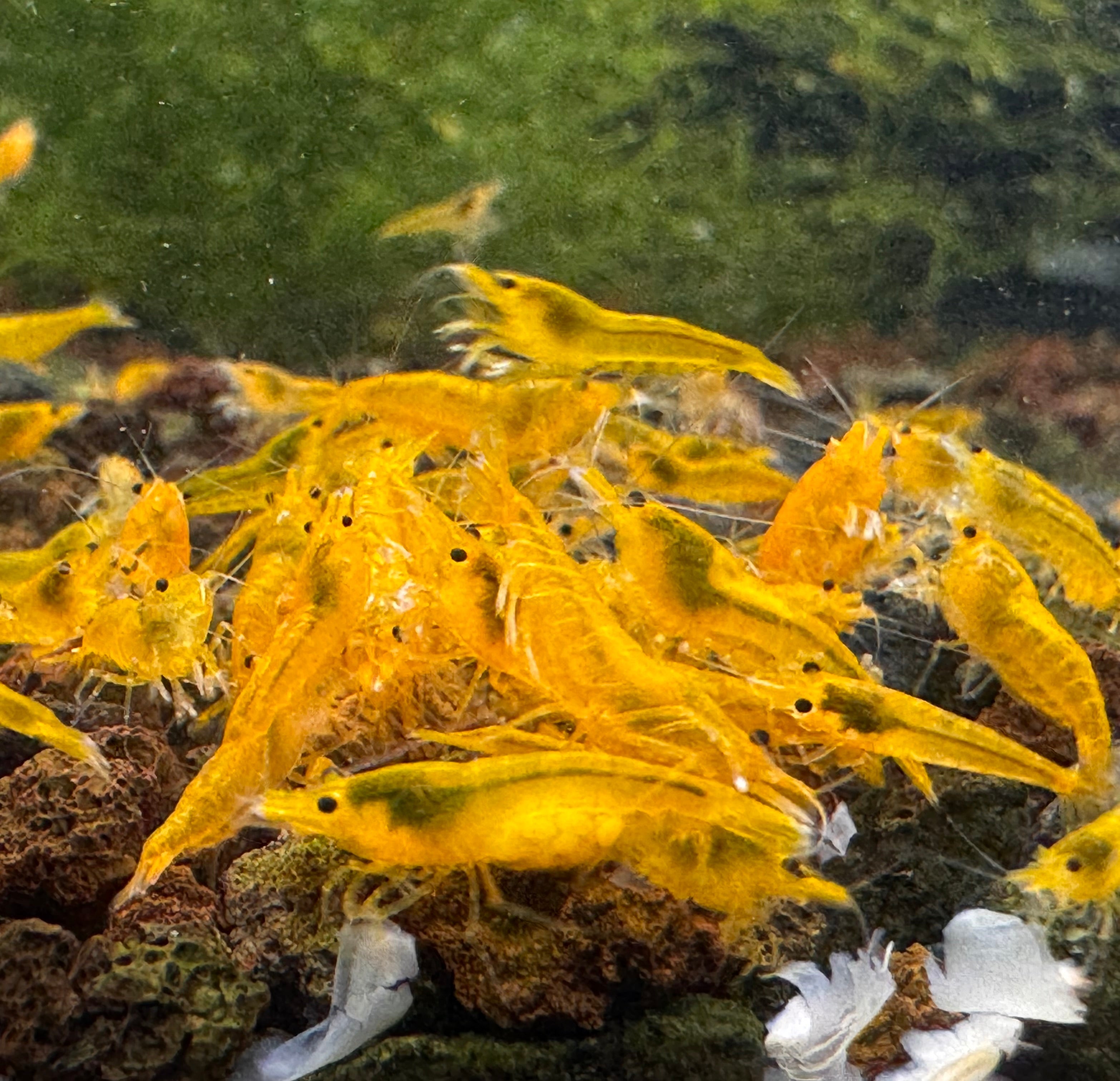 Cherry Shrimp - Yellow 1cm Micro Aquatic Shop