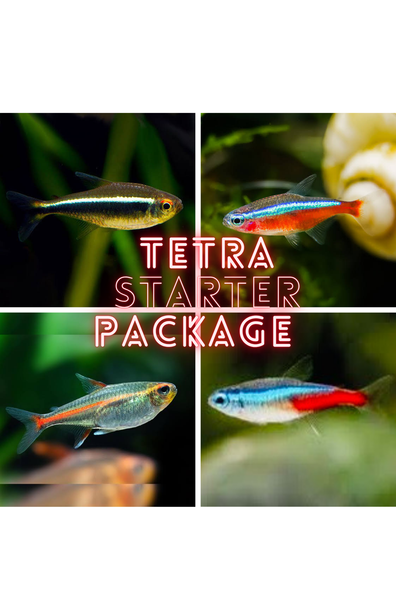Tetra Starter Package