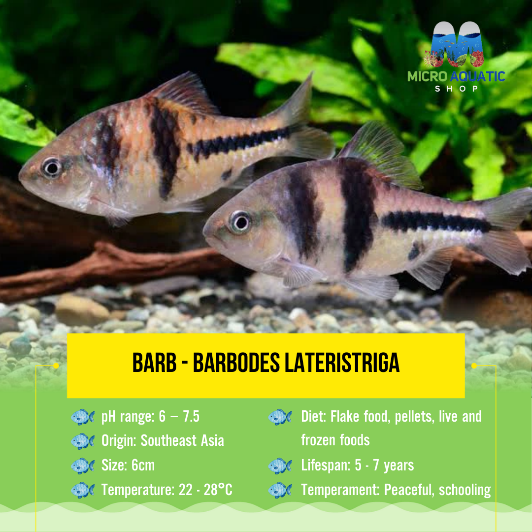 Barb - Barbodes lateristriga 6cm Show