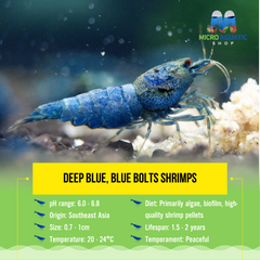 Deep Blue, Blue Bolts Shrimps