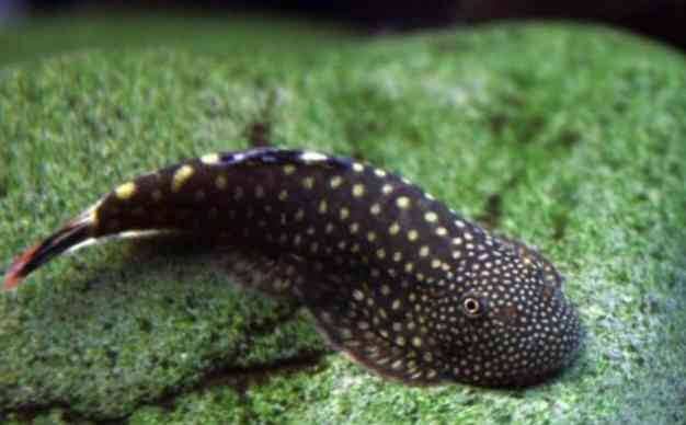Stream Loaches -Spotted Borneo Sucker 4cm