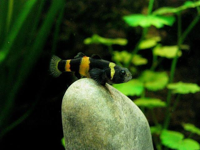 Bumble Bee Goby - Brachygobius Doriae 2cm