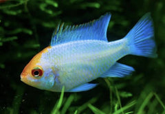 Neon Blue Ram Golden Head (Microgeophagus ramirezi) 3cm