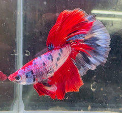 Betta Male - A Grade Giant Super Delta 6cm Show A2