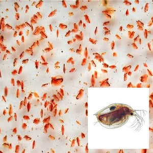 1 Baby Axolotl (6 Weeks Old) – Starter Pack Micro Aquatic Shop