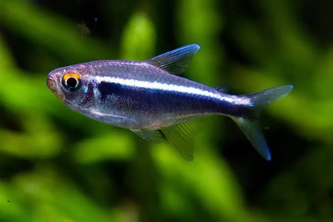 Tetra - Diamond Black Neon Tetra 2-3cm