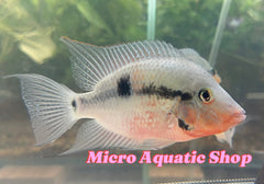 Central American Cichlid – Firemouth cichlid -Thorichthys meeki