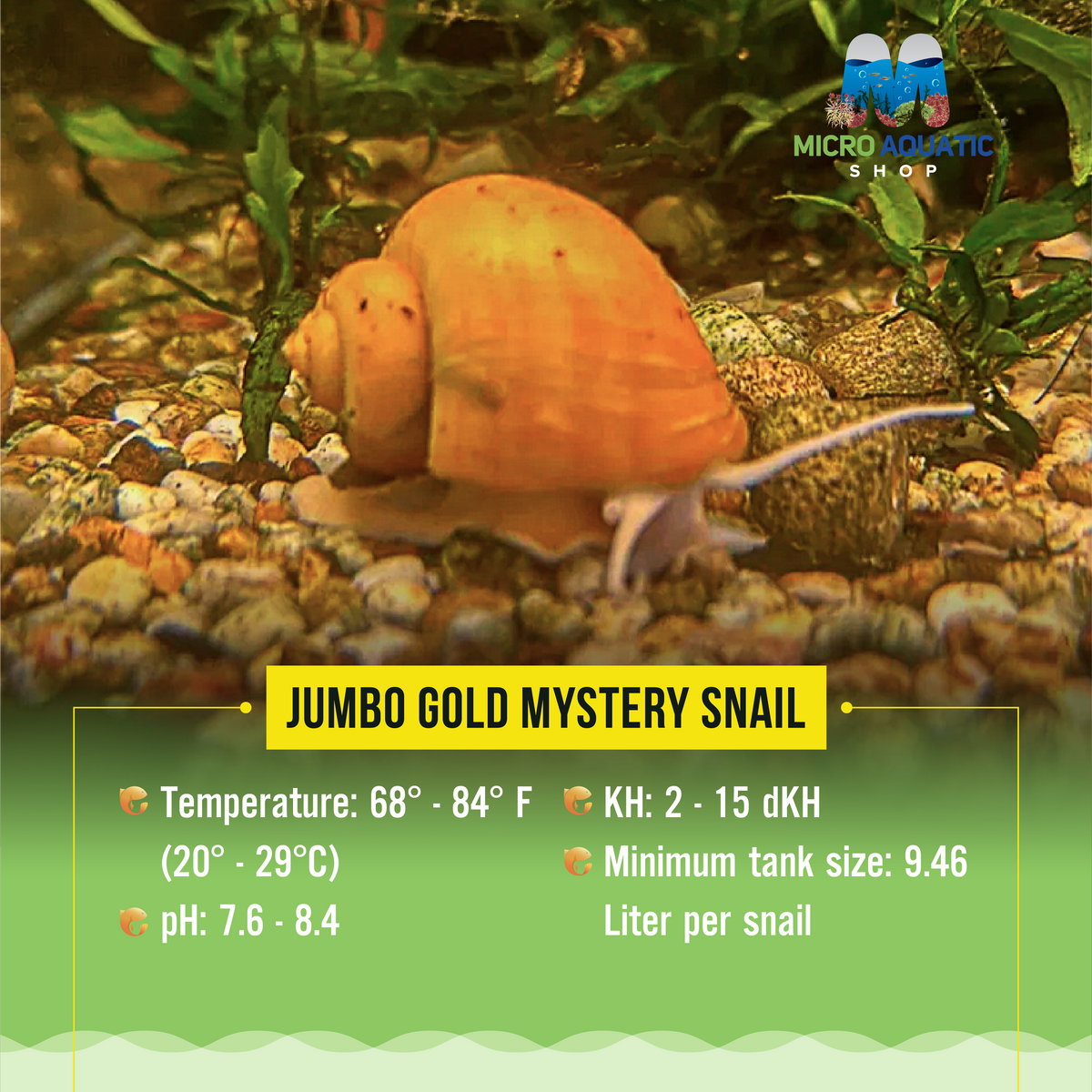 Jumbo Gold Mystery Snail