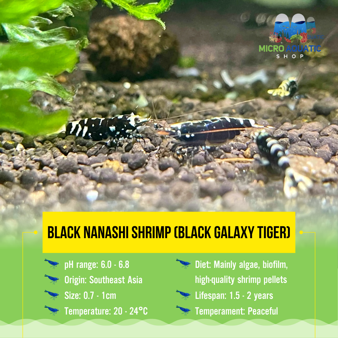 Black Nanashi Shrimp ( Black Galaxy Tiger )