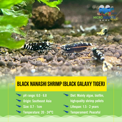 Black Nanashi Shrimp ( Black Galaxy Tiger )