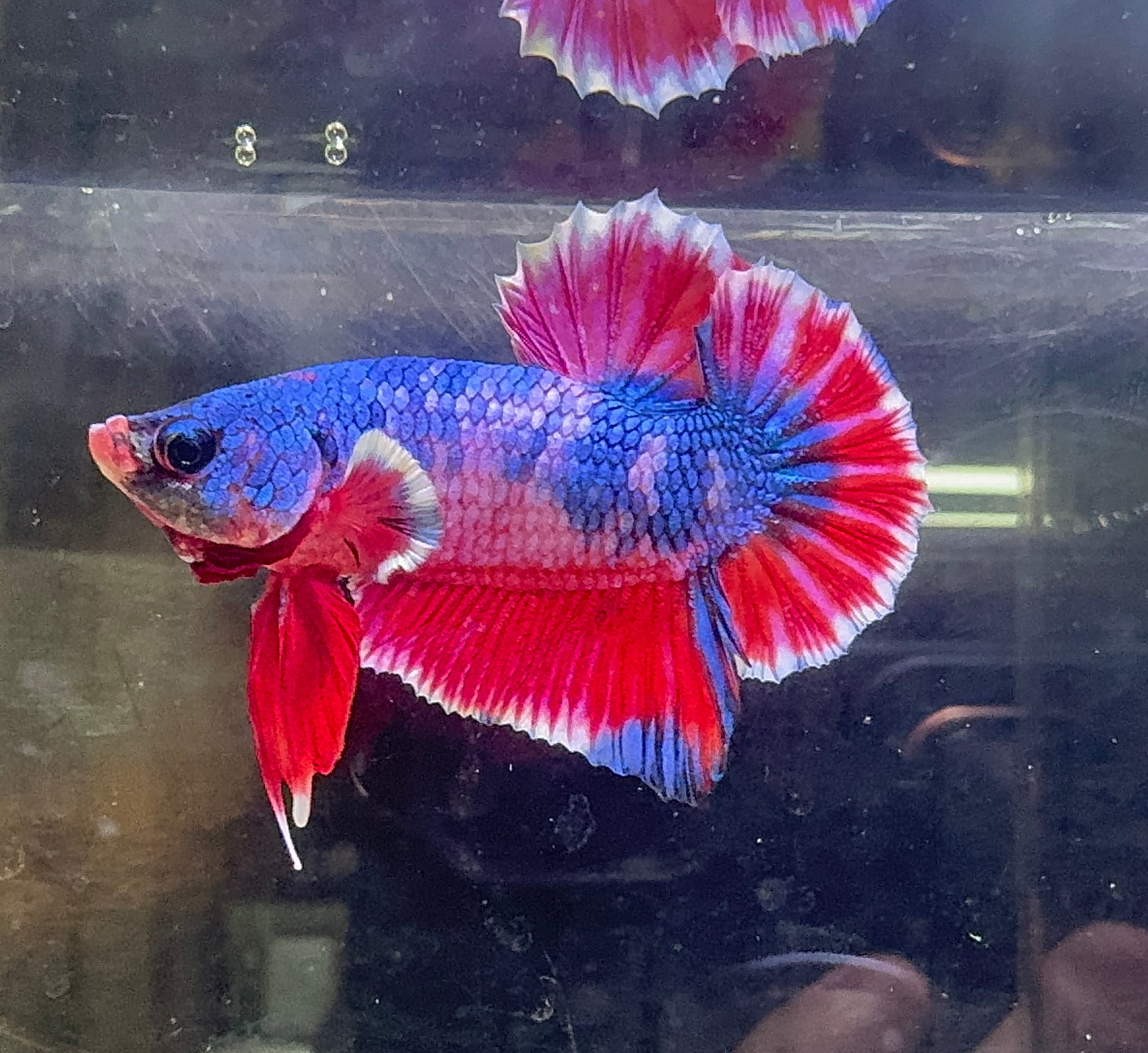 Betta Male - A Grade Plakat 4cm Show A1