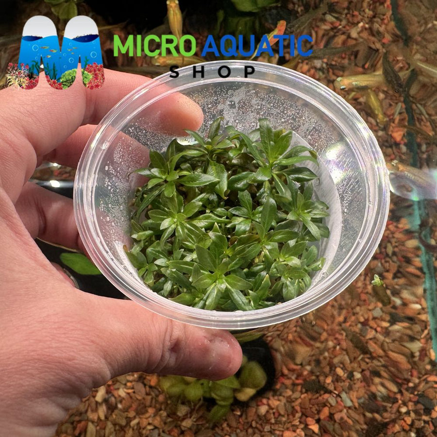 Tissue Culture-Ludwigia Glandulosa
