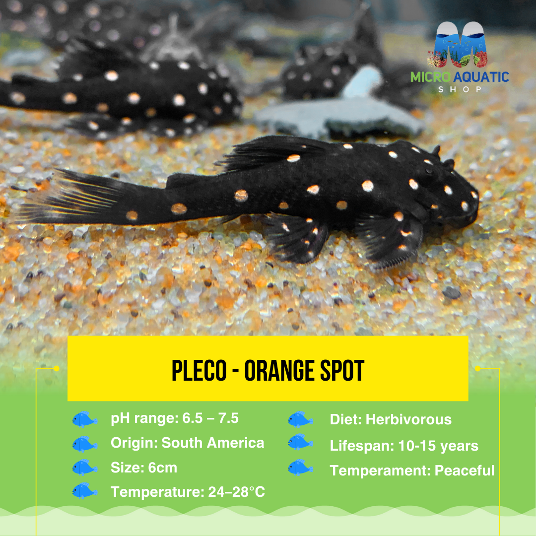 Pleco - Orange Spot 6cm