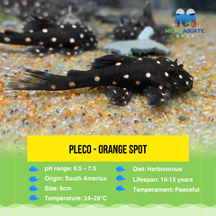 Pleco - Orange Spot 6cm