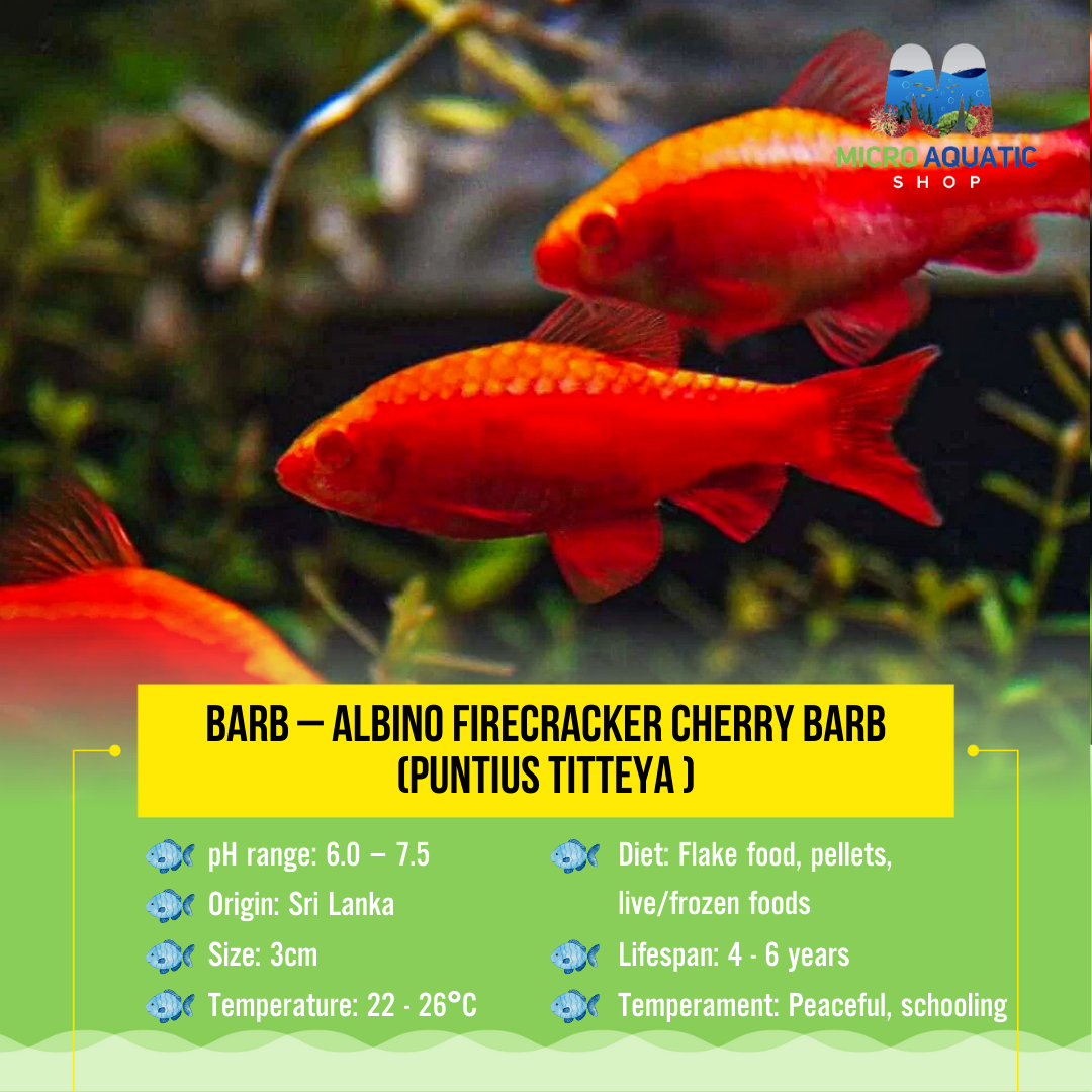 Barb – Albino Firecracker Cherry Barb (Puntius titteya ) 3cm