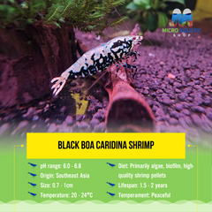 Black BOA Caridina Shrimp