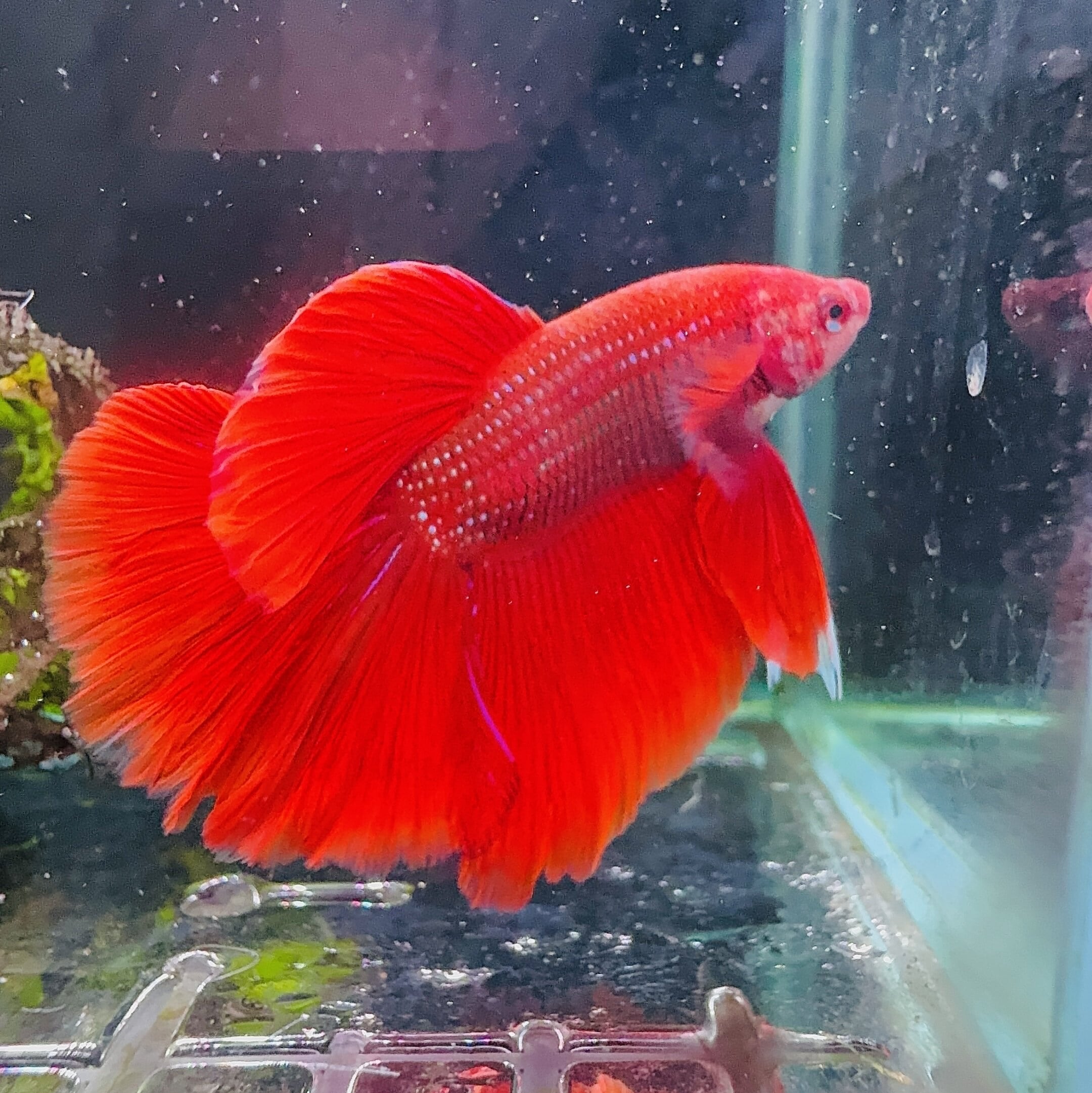 Betta Male - Halfmoon Show Color