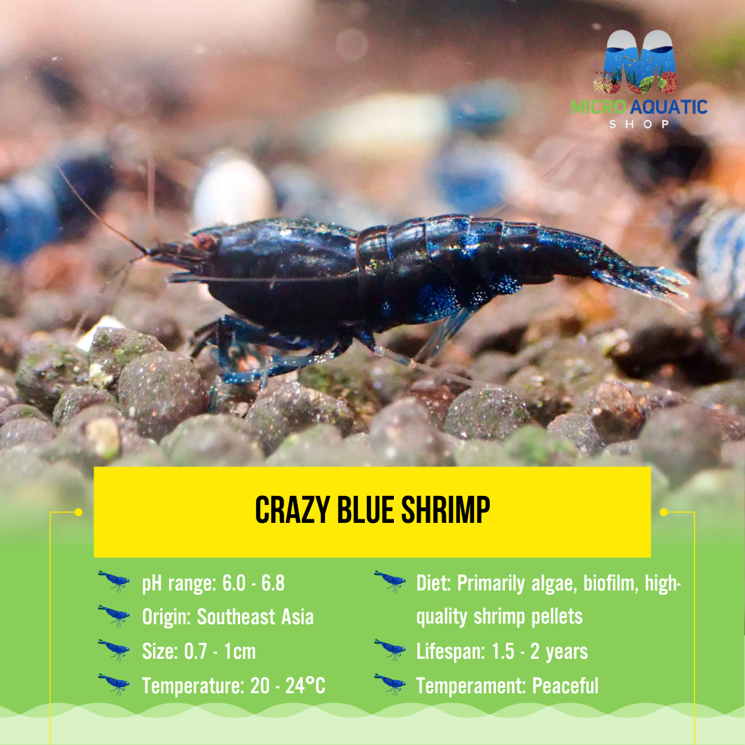 Crazy Blue Shrimp