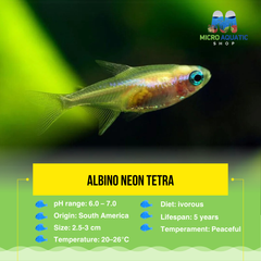 Rare -Albino Neon Tetra 3cm