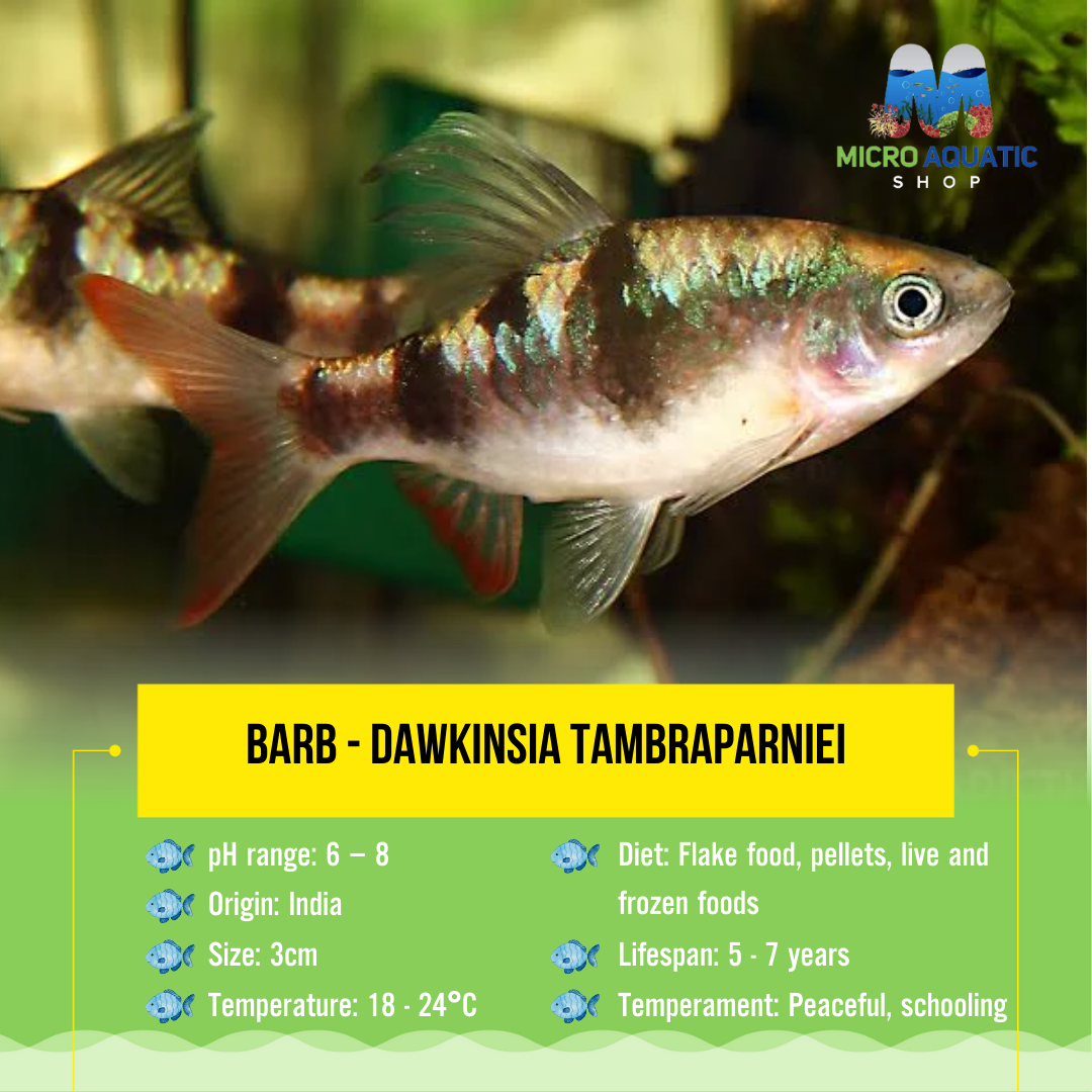 Barb - Dawkinsia tambraparniei 3cm