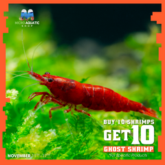 Buy 10 Bloody Mary Cherry Shrimp Get 10 Ghost Shrimp Free