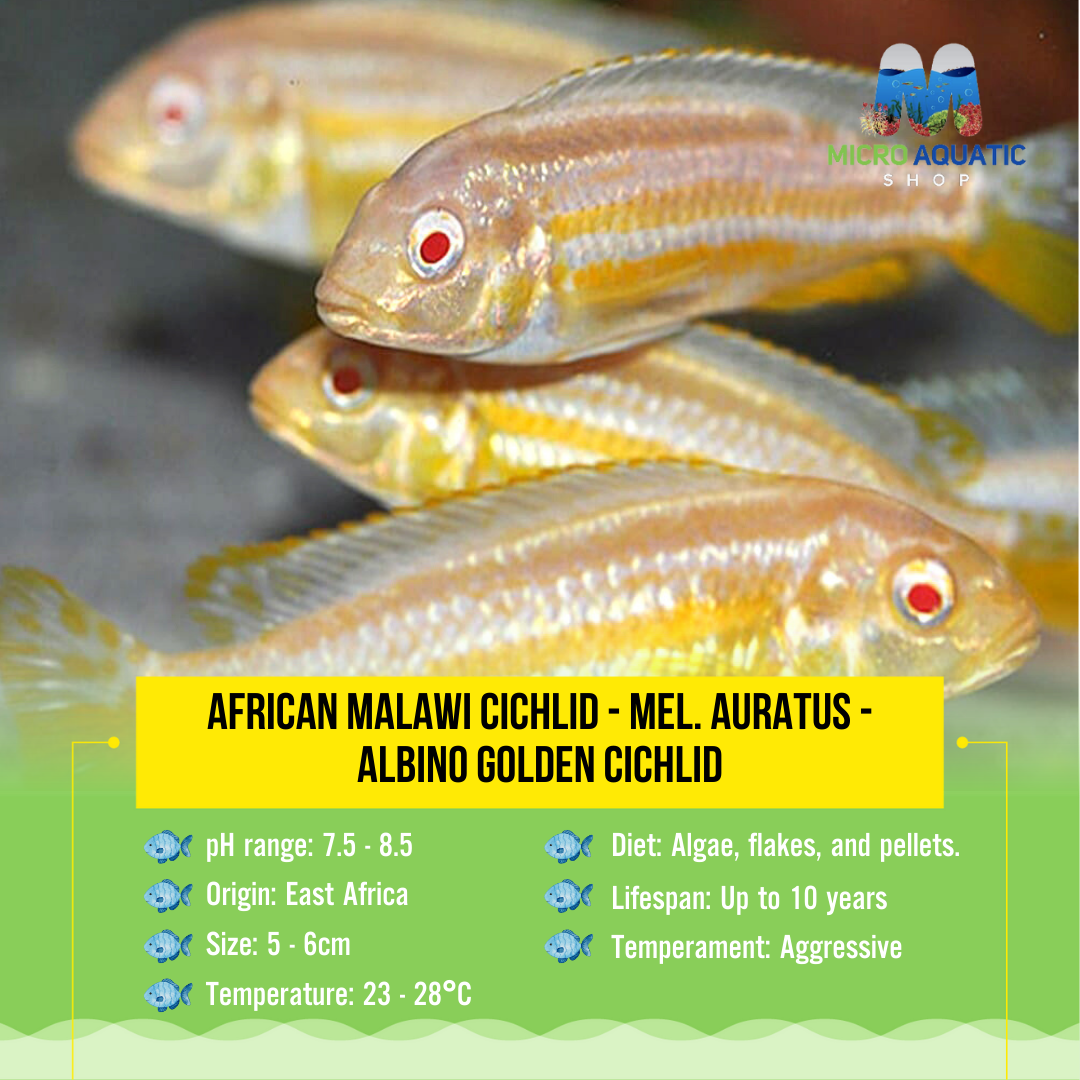 African Malawi Cichlid – Mel. auratus - Albino Golden Cichlid 5-6cm