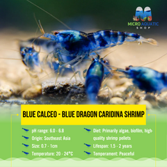 Blue Calceo - Blue Dragon Caridina Shrimp