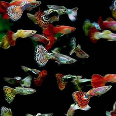 Mix Color Guppy Male