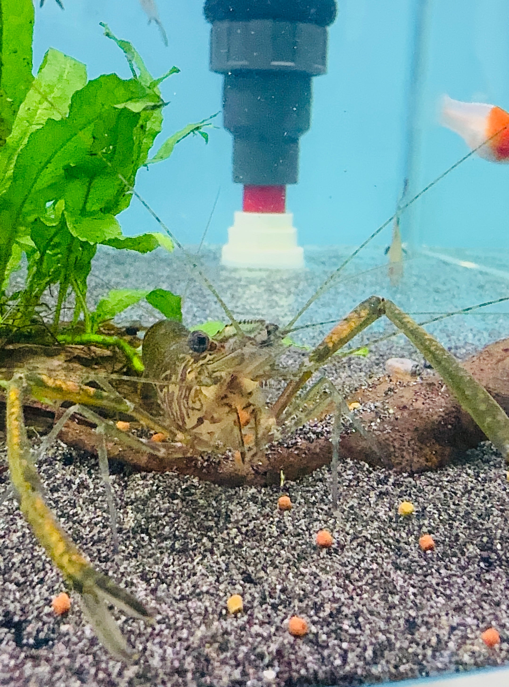 Long Armed Freshwater Shrimp (Macrobrachium Australiense)