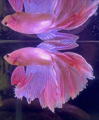 Betta Male - A Grade Prince 6cm Show