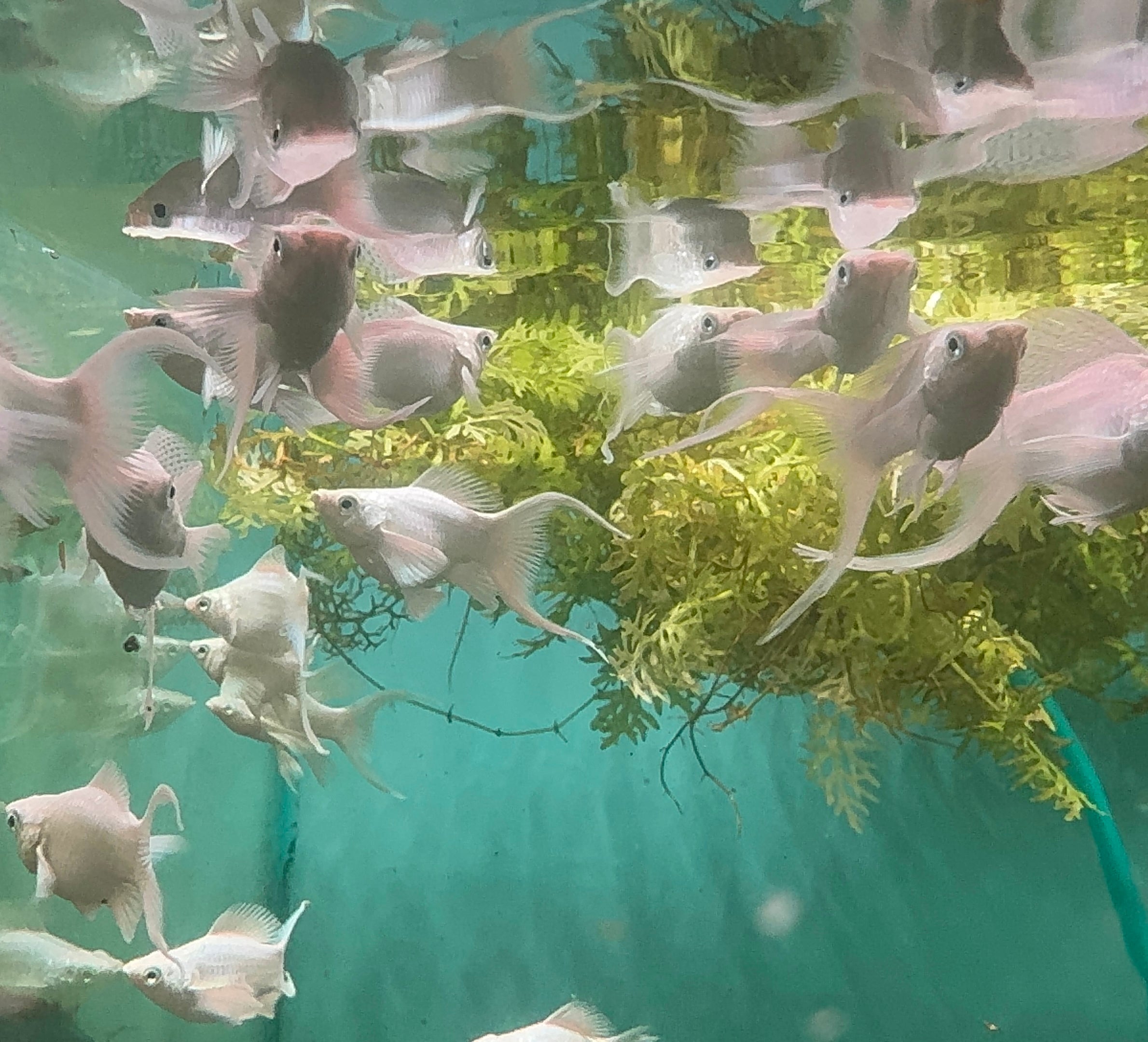 Mollies –  Lyretail Balloon Platinum 3cm Show Micro Aquatic Shop