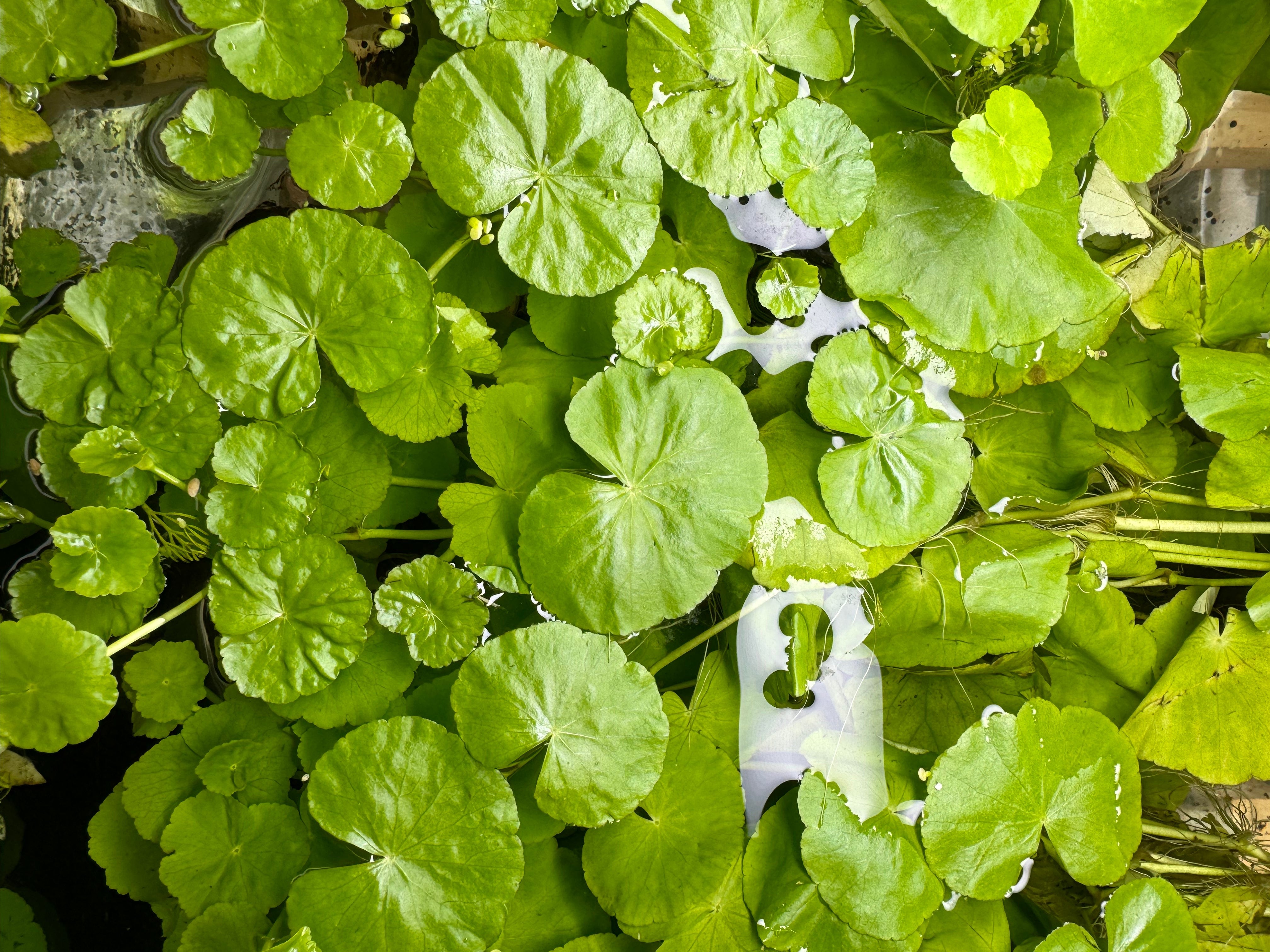 Floating Plant - Pennywort