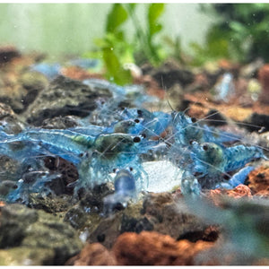 Cherry Shrimp - Blue Jelly 1cm Micro Aquatic Shop