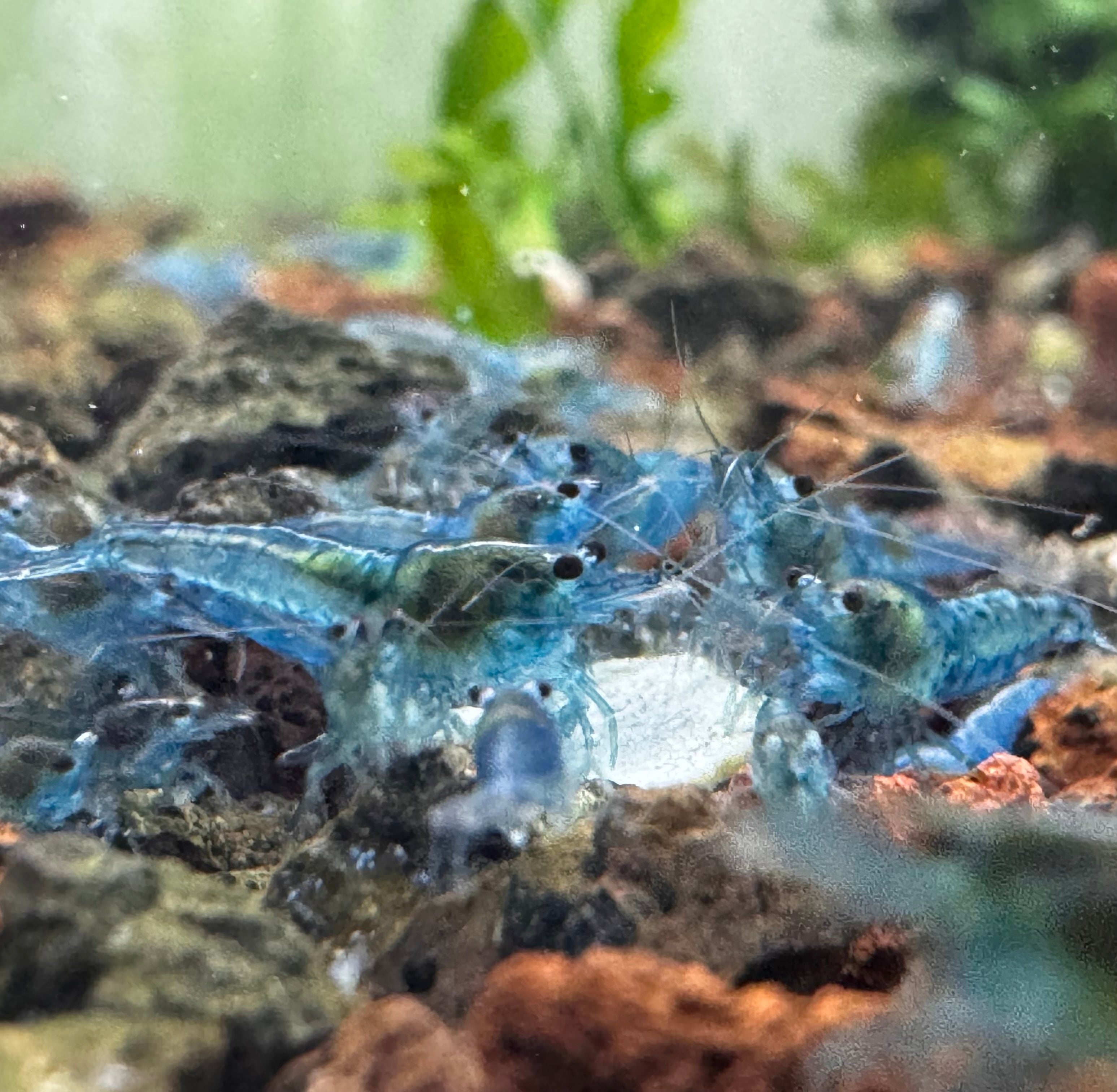 Cherry Shrimp - Blue Jelly 1cm Micro Aquatic Shop