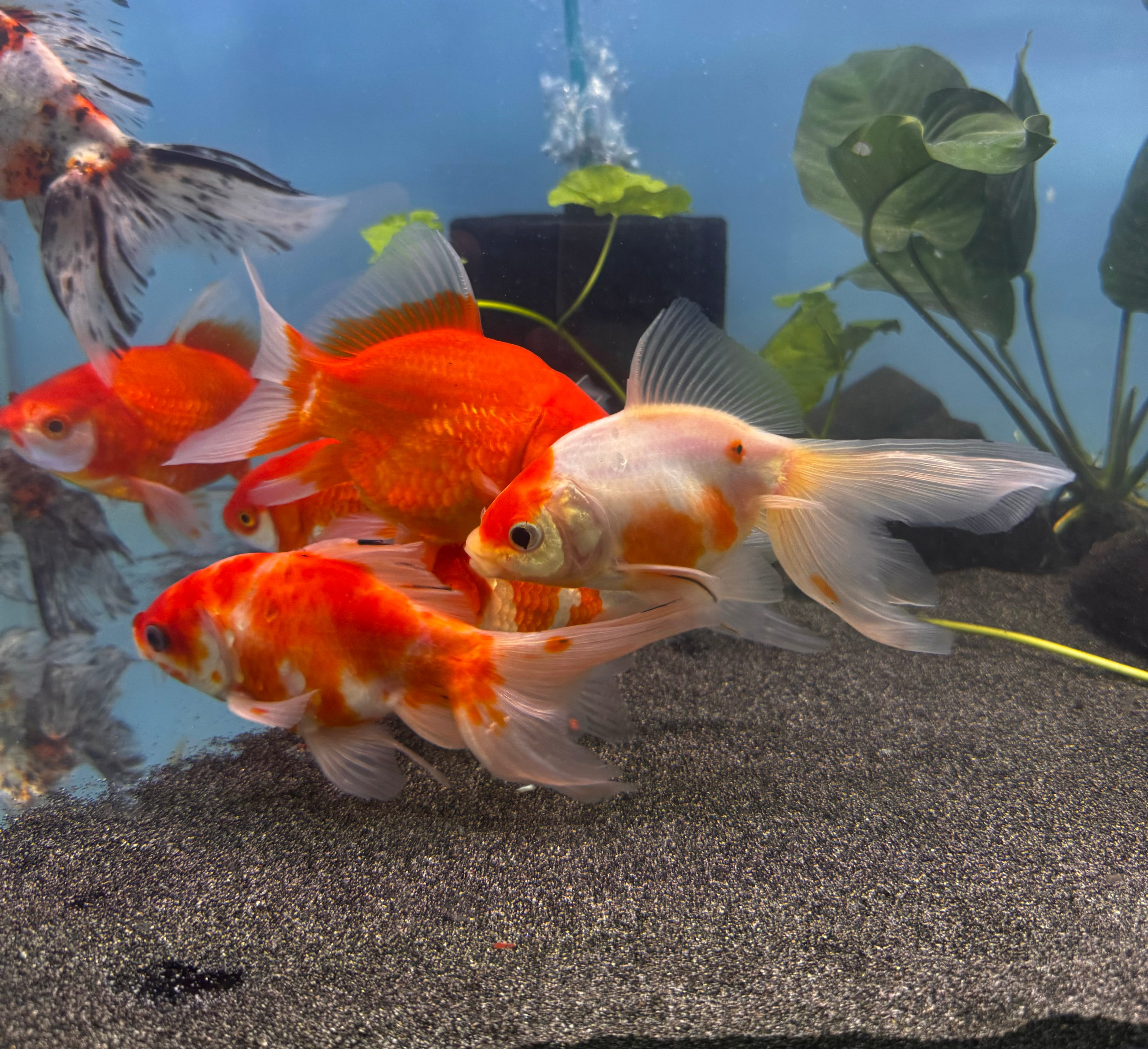 Gold Fish - Fantail 12-14cm