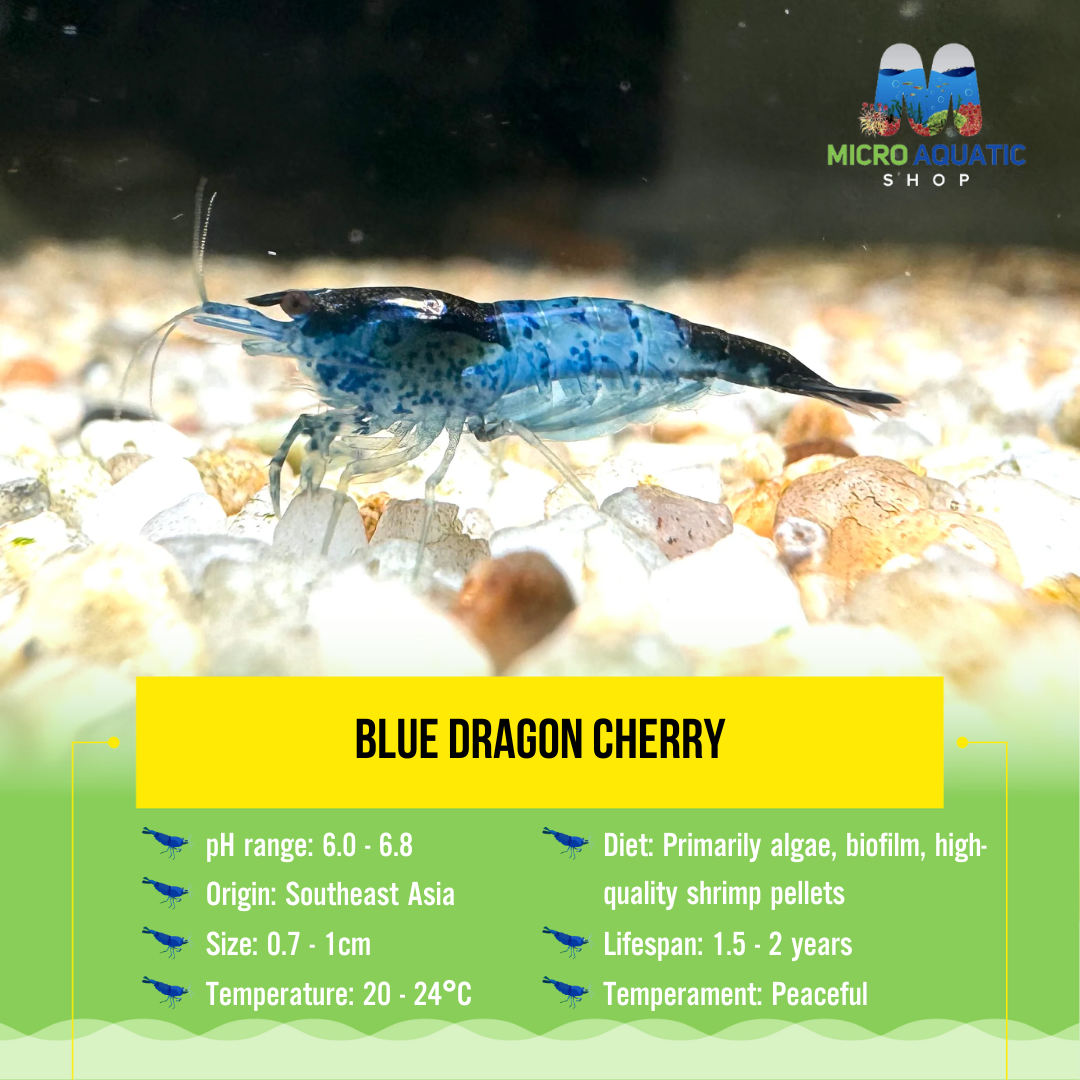 *NEW *Blue Dragon Cherry