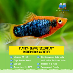 Platies - Orange Tuxedo Platy (Xiphophorus variatus) 3cm