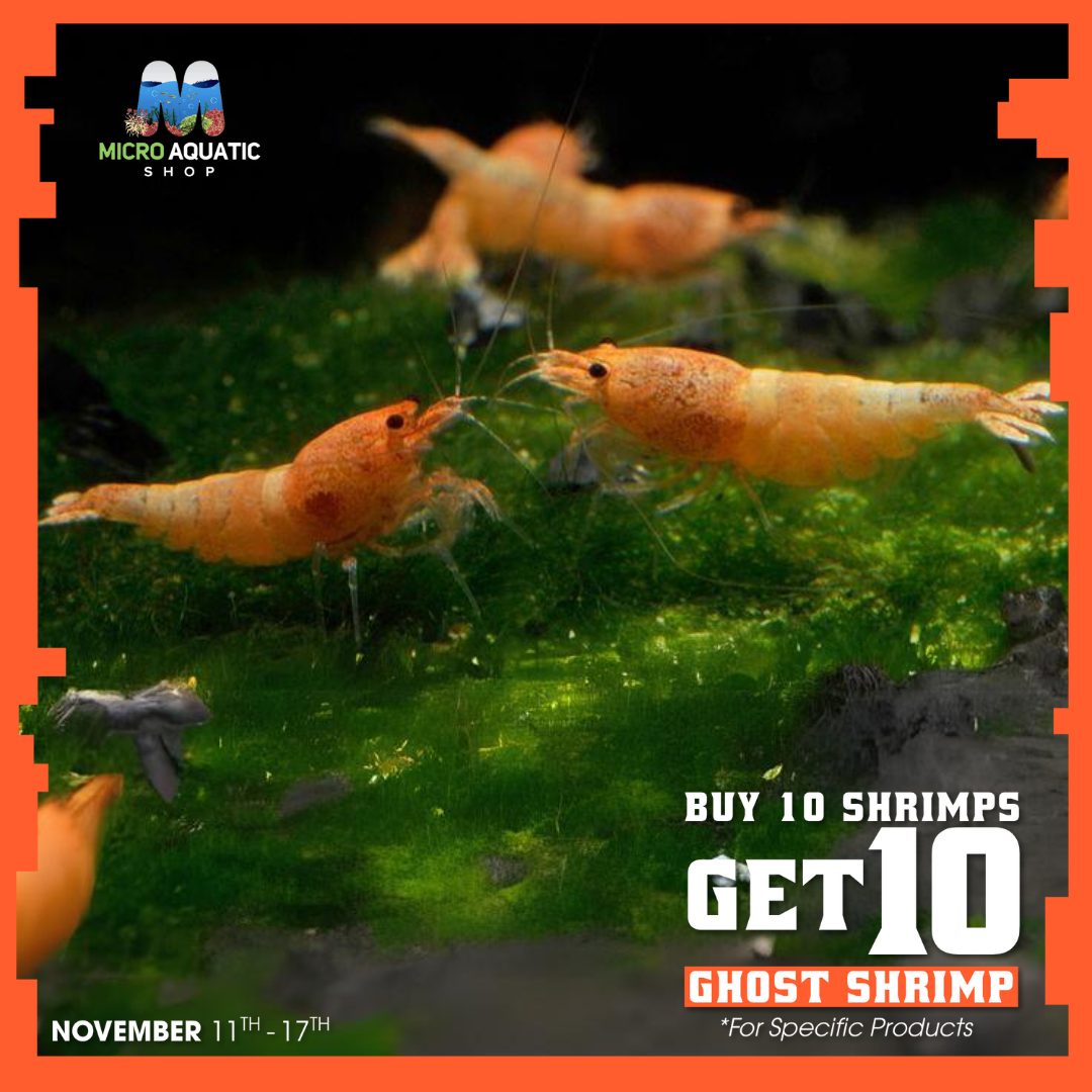 Buy 10 Peach Bolt Shrimp Get 10 Ghost Shrimp Free