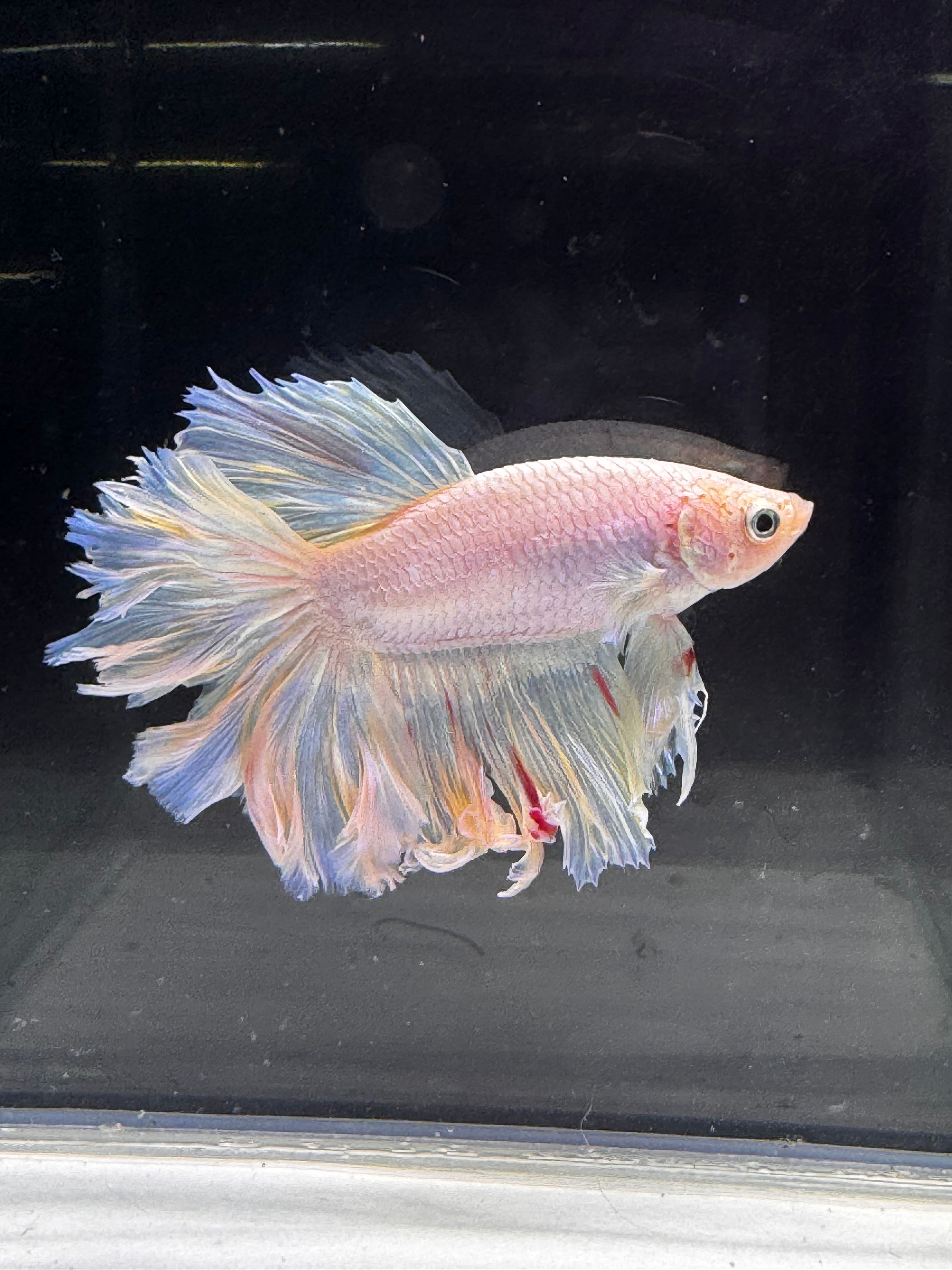 Betta Male - A Grade Half Moon Fairy Tales