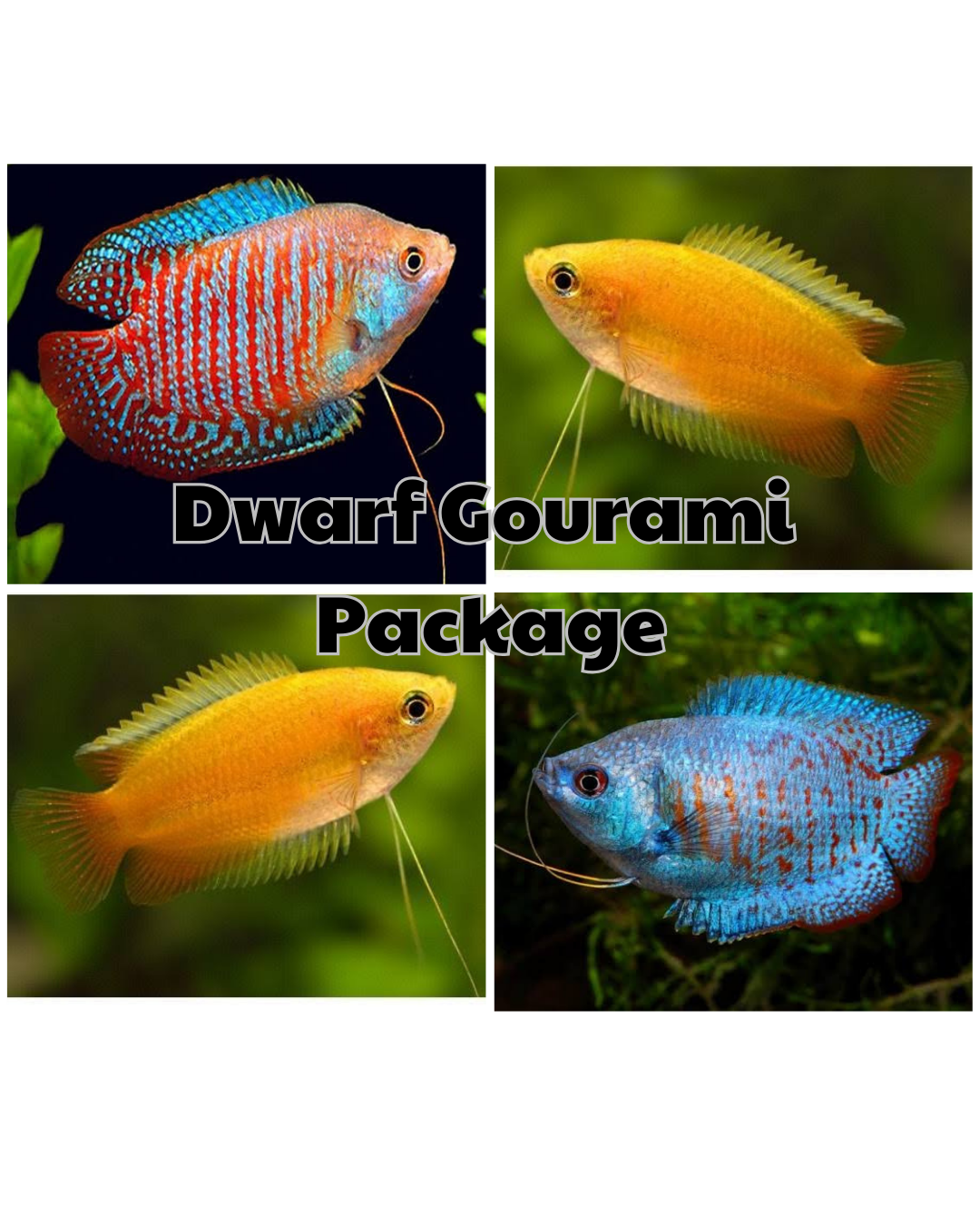 Dwarf Gourami Package
