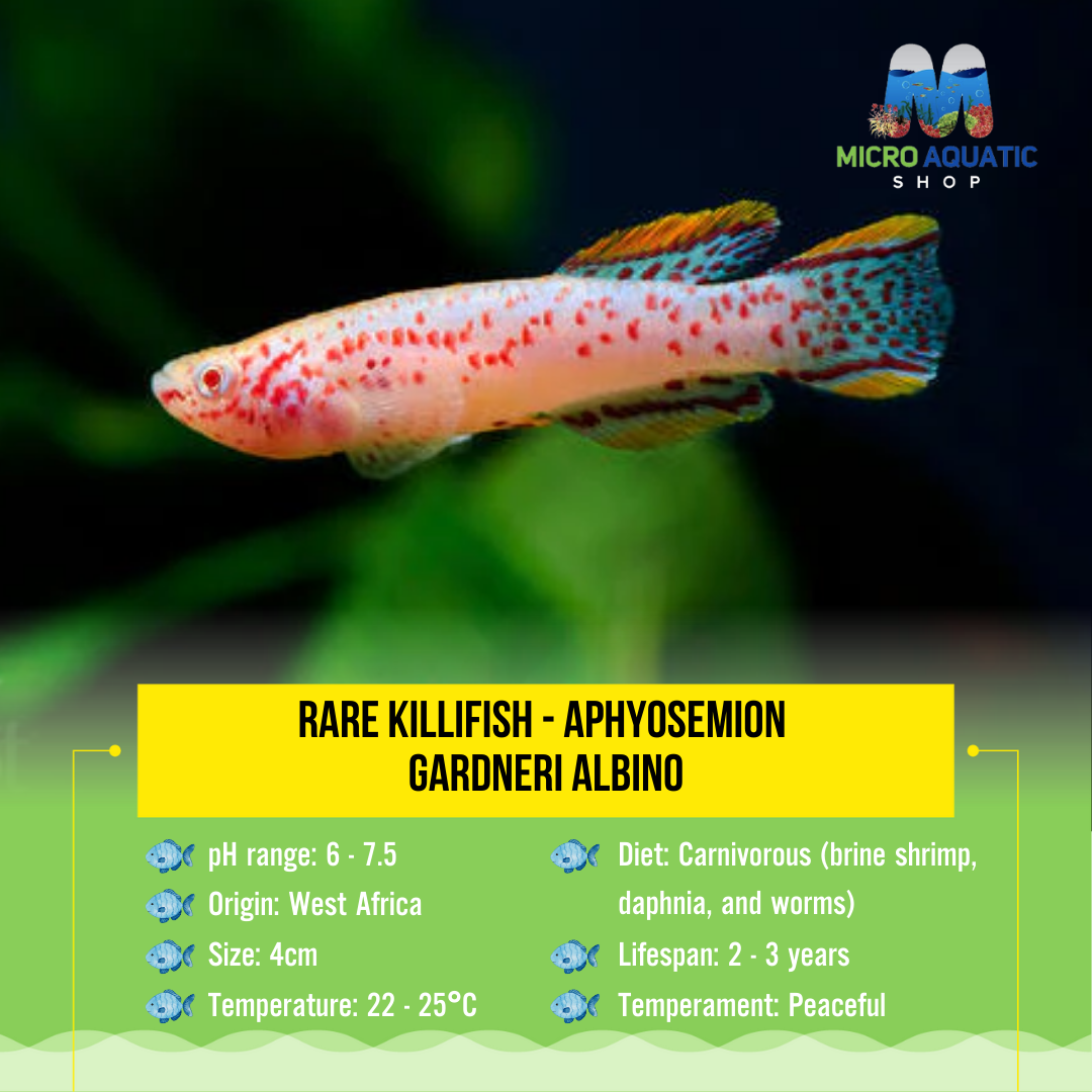 Rare Killifish - APHYOSEMION GARDNERI ALBINO 4cm