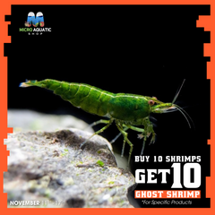 Buy 10 Green Jade Cherry Shrimp Get 10 Ghost Shrimp Free