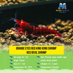 Orange Eyes Red King Kong Shrimp - Red Devil Shrimp