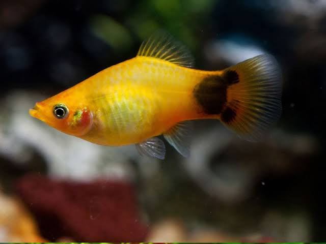 Sunset Mickey Mouse Platy