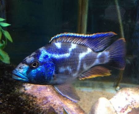 African Malawi Cichlid – Nimbochromis fuscotaeniatu 5cm