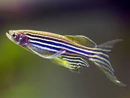 Danio - Zebra Longfin 3cm