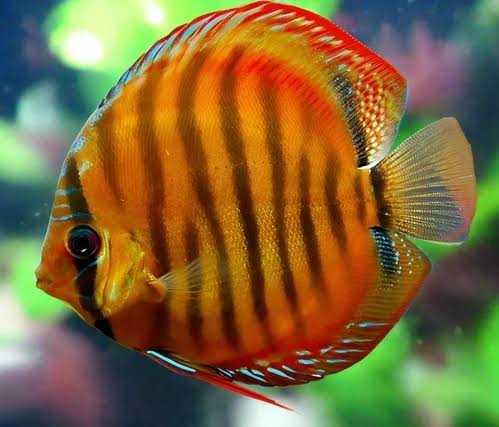 Discus - Yellow Alenquer 9cm Nice Micro Aquatic Shop